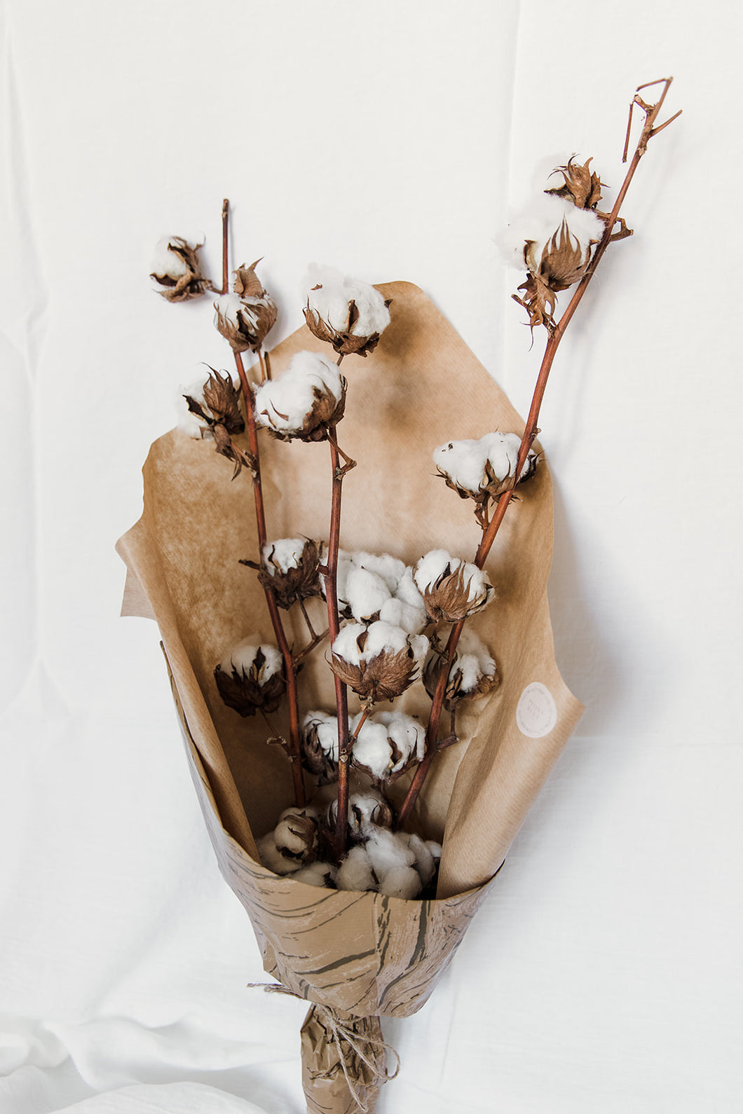 Gossypium Dried Cotton Bunch